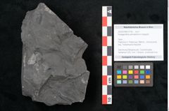 Foto (Objekt + Etikett) von Noeggerathia palmaeformis Goeppert (NHMW-GEO-2024-0188-10739)